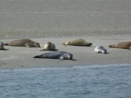 zeehonden